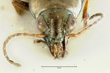 Media type: image;   Entomology 34747 Aspect: head frontal view